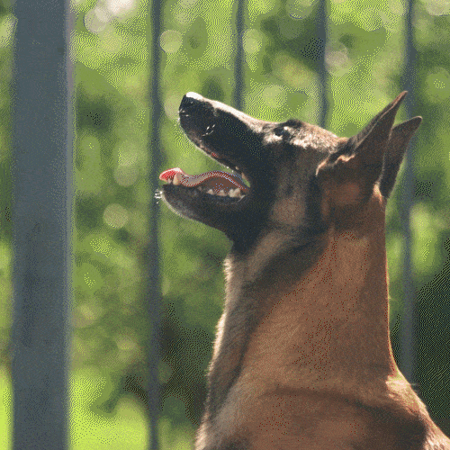 Dog barking being trained